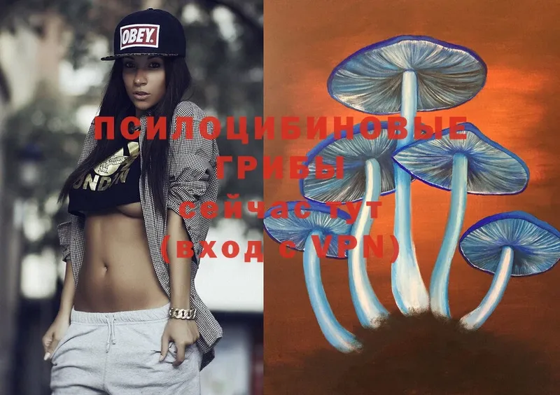 Галлюциногенные грибы Psilocybe  Курган 